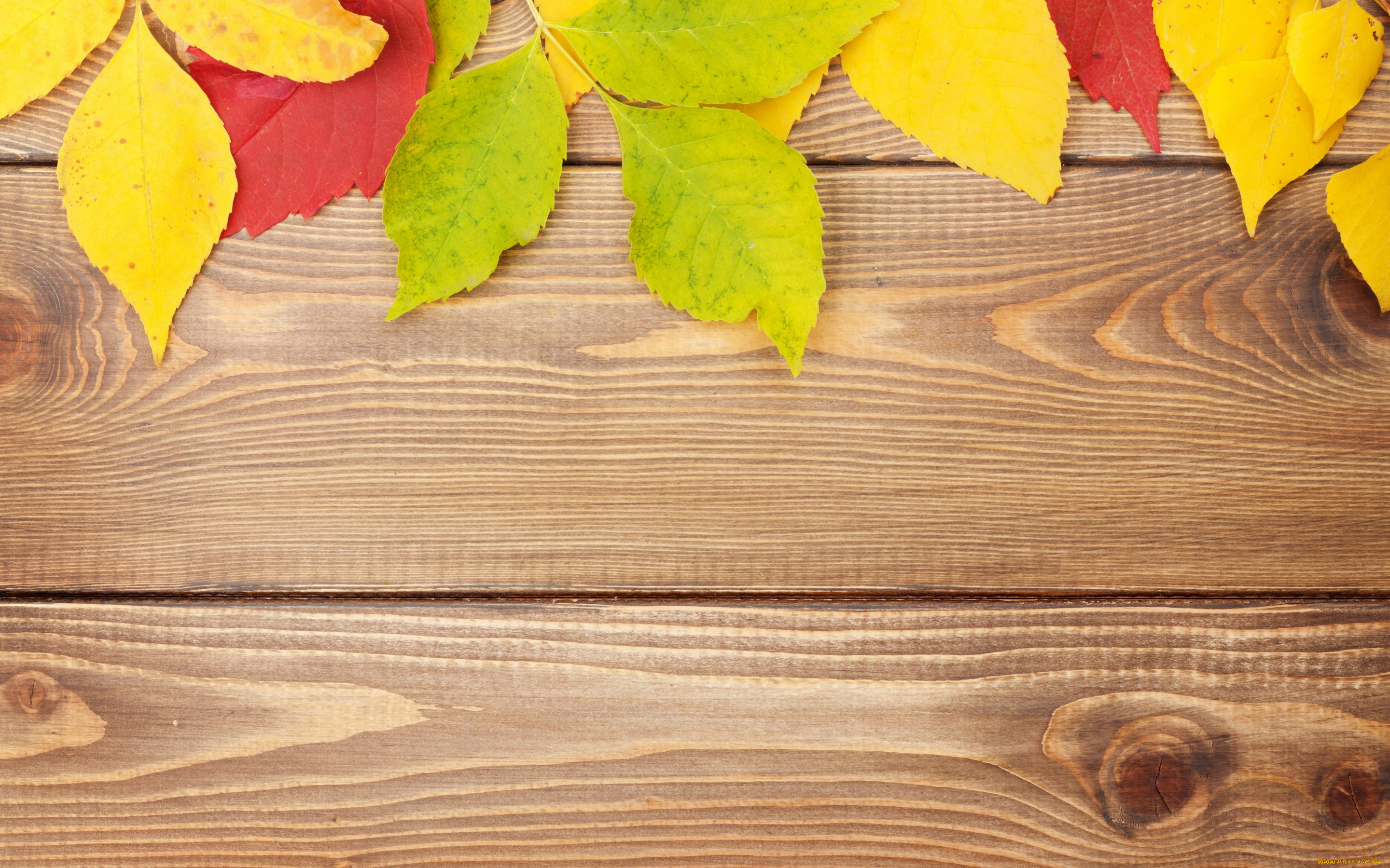 , , texture, wood, colorful, , leaves, , , autumn